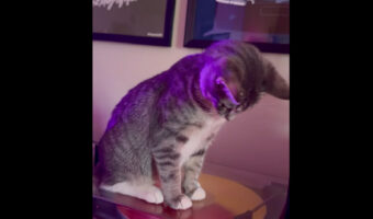 回るレコードが気になる子猫。レコードプレイヤーに乗るとぐるぐる回るレコードをじ〜っと見つめます【アメリカ・動画】