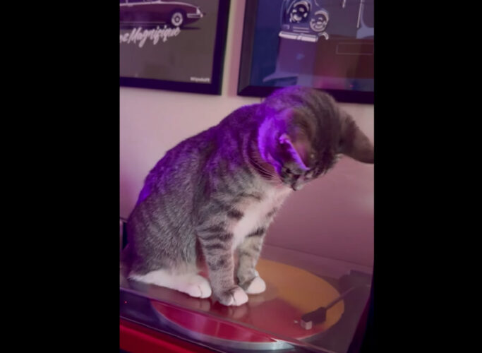 回るレコードが気になる子猫。レコードプレイヤーに乗るとぐるぐる回るレコードをじ〜っと見つめます【アメリカ・動画】