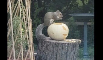 夢中で食事を摂るリス。もぐもぐ一心不乱に食べ進めるのは、ハロウィン仕様のカボチャです！！【アメリカ・動画】