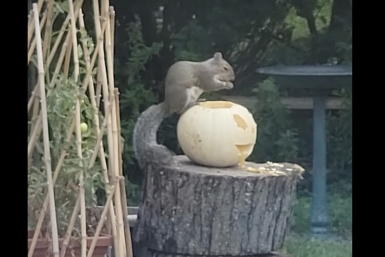 夢中で食事を摂るリス。もぐもぐ一心不乱に食べ進めるのは、ハロウィン仕様のカボチャです！！【アメリカ・動画】