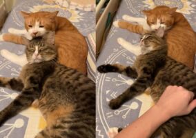 毎日忙しいお母さん猫を労る光景が話題に！「育児って大変だものね！たまにはゆっくりしてね」