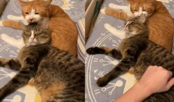 毎日忙しいお母さん猫を労る光景が話題に!「育児って大変だものね!たまにはゆっくりしてね」