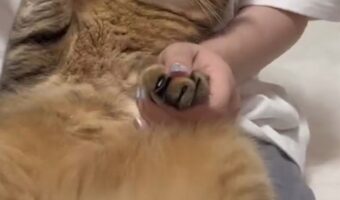 爪切りが嫌すぎて、自ら挙手して妨害してくる愛猫が可愛すぎる！「歯医者で痛かったら手を挙げてくださいのくだり」