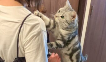 「気をちゅけていってくるんにゃ!」飼い主さんが旅に出ると気づいてお見送りする猫が可愛すぎる!