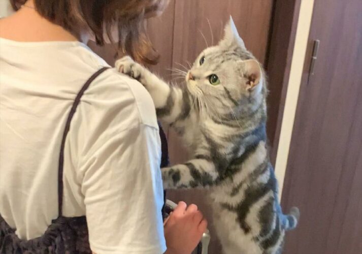 「気をちゅけていってくるんにゃ！」飼い主さんが旅に出ると気づいてお見送りする猫が可愛すぎる！