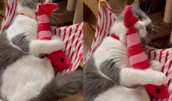 活きのいいエビを仕留める猫の勇姿に反響！「猫の活きもいい」「最後のドヤ顔がたまりません」