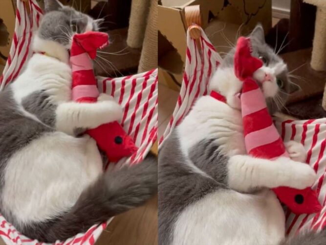 活きのいいエビを仕留める猫の勇姿に反響！「猫の活きもいい」「最後のドヤ顔がたまりません」