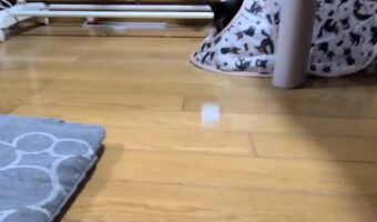 これがホントのタッチ・アンド・ゴー!?ボールを転がした時の愛猫の反応が俊敏すぎる!