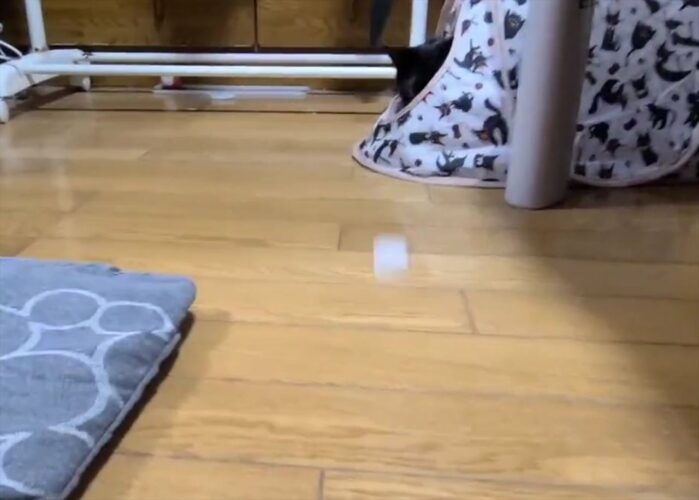 これがホントのタッチ・アンド・ゴー！？ボールを転がした時の愛猫の反応が俊敏すぎる！