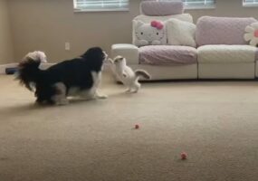 わずか一週間で犬と仲良くなった子猫。一緒にわちゃわちゃ楽しそうに遊んでいます！！