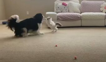 わずか一週間で犬と仲良くなった子猫。一緒にわちゃわちゃ楽しそうに遊んでいます!!