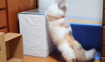 箱に飛び乗ろうとするも、足が上がらずに失敗・・・体当たりみたいになっちゃった愛猫が可愛すぎる!