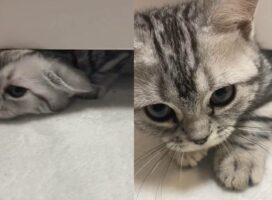 「ベッドの下からこんばんにゃ」かくれんぼで遊ぶ愛猫がベッドの下から出てくる瞬間が可愛すぎる！