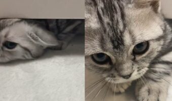 「ベッドの下からこんばんにゃ」かくれんぼで遊ぶ愛猫がベッドの下から出てくる瞬間が可愛すぎる!