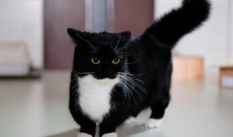 大人気猫「うに」くんが見せる喜怒哀楽の表情に反響！「こんなに表情豊かな猫はなかなかいません」