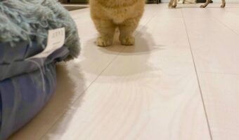 「忙しいなら猫の手でよかったらたくさんあるけど貸そうか?」手をさしのべようとしてくれてる猫たちが可愛すぎる!