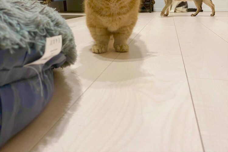 「忙しいなら猫の手でよかったらたくさんあるけど貸そうか？」手をさしのべようとしてくれてる猫たちが可愛すぎる！