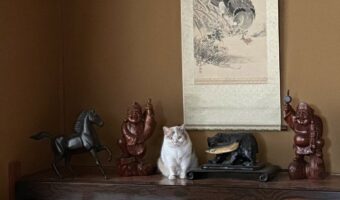 いい感じに一匹まじっている猫が面白い!「一匹だけ、ぽてぽて感が可愛すぎる」「御利益ありそう」