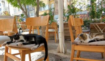 『お客さんは猫2匹だけ』猫の都・イスタンブールのカフェで撮影された動画に反響!「こんなカフェでお茶したい」