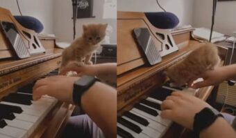 一緒に弾きたいにゃ~!ピアノの演奏中に飼い主さんの腕や鍵盤に乗っかってきた子猫が可愛すぎる!