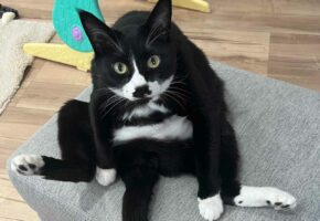 この座り方はどう見ても・・・子猫の時から中身にオッサン疑惑がある猫が面白い！