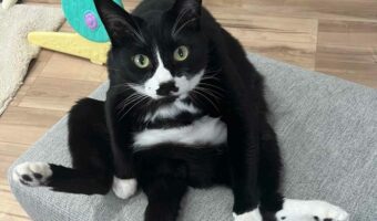 この座り方はどう見ても・・・子猫の時から中身にオッサン疑惑がある猫が面白い！