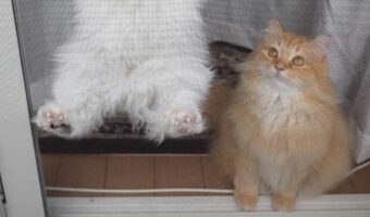 庭いじりをしていたら、横にいた愛猫がUFOにさらわれそうになっていた!?「見守ってる方もいますね」