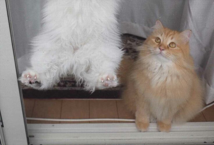 庭いじりをしていたら、横にいた愛猫がUFOにさらわれそうになっていた！？「見守ってる方もいますね」