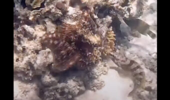 タコが怒った?魚に突かれた直後の行動にビックリ!!【海外・動画】