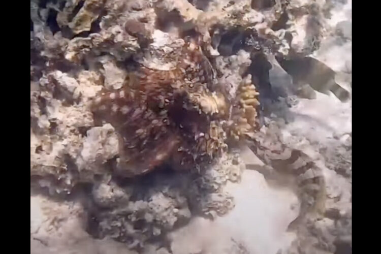 タコが怒った？魚に突かれた直後の行動にビックリ！！【海外・動画】