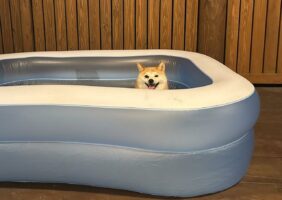 帰宅するとプールに入る気まんまんだった愛犬が可愛すぎる！「期待を込めた眼差しがたまりません」