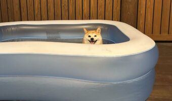 帰宅するとプールに入る気まんまんだった愛犬が可愛すぎる!「期待を込めた眼差しがたまりません」