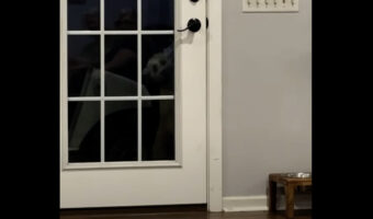 賢い子犬。ソフトコーテッド・ウィートン・テリアが上手にドアを開けました!!【アメリカ・動画】