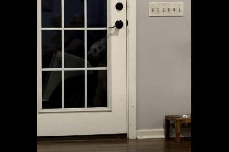 賢い子犬。ソフトコーテッド・ウィートン・テリアが上手にドアを開けました！！【アメリカ・動画】