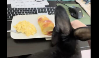 膝の上に飛び乗ってきたウサギたち。甘えたいのかな〜と思いきや、とんでもないことを狙っていたのです!!【アメリカ・動画】