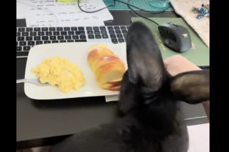 膝の上に飛び乗ってきたウサギたち。甘えたいのかな〜と思いきや、とんでもないことを狙っていたのです！！【アメリカ・動画】