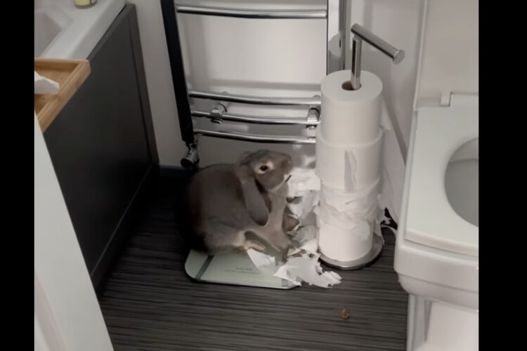 イタズラっ子すぎるウサギ！トイレットペーパーがボロボロに・・！！【海外・動画】
