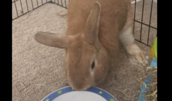 ごはんをちょうだいアピールをするウサギ。トレイをくわえあげると激しく主張してきました！！【海外・動画】
