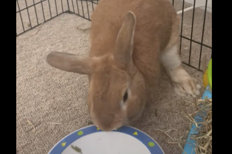 ごはんをちょうだいアピールをするウサギ。トレイをくわえあげると激しく主張してきました！！【海外・動画】