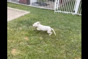 電池が切れちゃった？元気いっぱいに庭を駆け回る愛犬。ところがその直後・・・【アメリカ・動画】