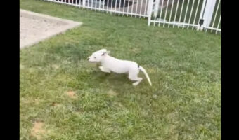 電池が切れちゃった?元気いっぱいに庭を駆け回る愛犬。ところがその直後・・・【アメリカ・動画】