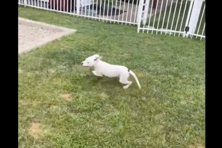 電池が切れちゃった？元気いっぱいに庭を駆け回る愛犬。ところがその直後・・・【アメリカ・動画】