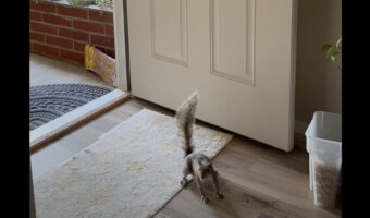 玄関から入ってきたリス。この子は家の中に『大好物』を見つけました!!【アメリカ・動画】