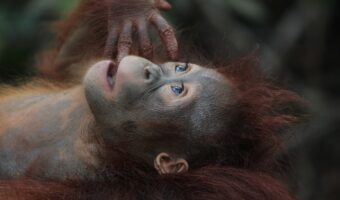 「猿も木から落ちる」とはどんな意味？その用い方や類義語を解説