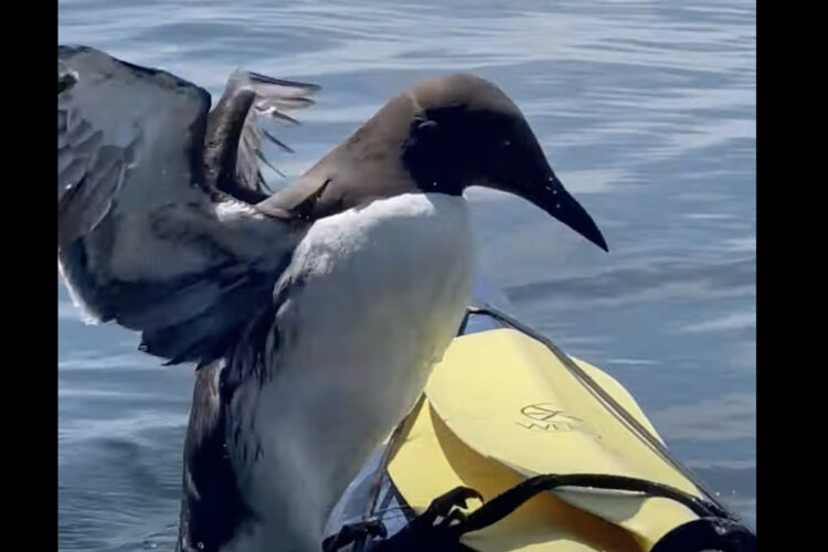 「ちょっと失礼！」泳いでやってきたウミガラスが・・、カヤックの上で一休み！！【アメリカ・動画】