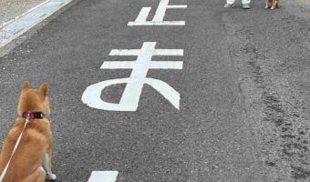 止まれってそういう事じゃないんよ・・・うまい具合に止まっている柴犬が笑えると話題に!「ポケモンバトルの構図みたい」