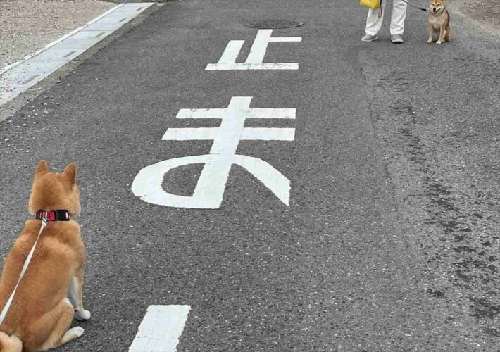 止まれってそういう事じゃないんよ・・・うまい具合に止まっている柴犬が笑えると話題に！「ポケモンバトルの構図みたい」