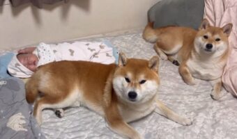 ママが来ても赤ちゃんの隣は断固として譲らない柴犬たちが話題に!「風神と雷神みたいです」「守り神ならぬ守り犬」