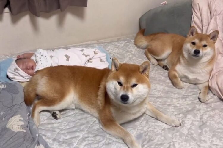ママが来ても赤ちゃんの隣は断固として譲らない柴犬たちが話題に！「風神と雷神みたいです」「守り神ならぬ守り犬」