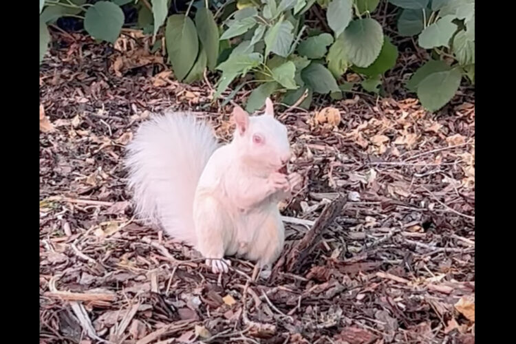 大都市セントポールで暮らすアルビノのリス。ナッツをモグモグ食べる姿が愛らしい！！【アメリカ・動画】